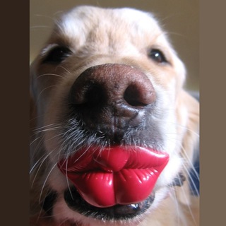 СМЕШНЫЕ РОЛИКИ С ЖИВОТНЫМИ ПОЗИТИВНЫЕ СОБАКИ КОТЫ ЕНОТЫ ПОПУГАИ #SHORTS FUNNY ANIMALS