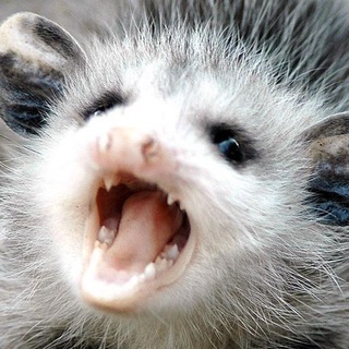 ОПОССУМЫ НА МЕСТЕ