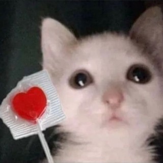 КОТЁНОК ПО ИМЕНИ ХУЙ