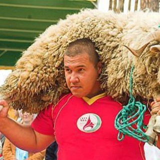 КАВКАЗ НАКОРМИТ