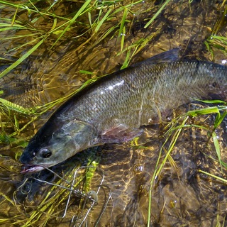 РЫБАЛКА НА ВОЛГЕ | САМАРСКАЯ РЫБАЛКА