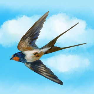 НОВОСТИ ЛАСТОЧКИ