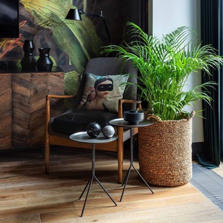 РАСТЕНИЯ В ИНТЕРЬЕРЕ