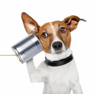 DOGSMSK • INFO