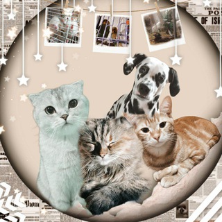 БАНДА ПУШИСТИКОВ