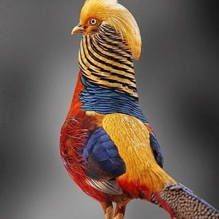 ДИВОВИЖНІ ТВАРИНИ СВІТУ