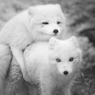 ПЕСЕЦ КРАДЁТСЯ НЕЗАМЕТНО