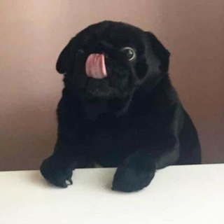 I’M NOT A CAT, BLEP