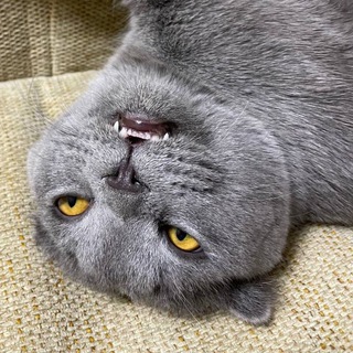 НУ И МОНТАЛЕ!