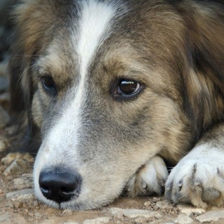 ФОНД ПОМОЩИ ЖИВОТНЫМ