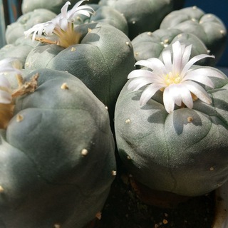 LOPHOPHORA