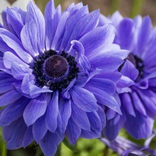 СЕМЕНА УРУГЛАР 946301137