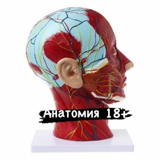 АНАТОМИЯ 18+