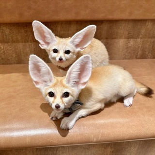 ФЕНЕКИ ИЗ ВЫМЫШЛЕННОЙ СТРАНЫ ФЕНЕКИЯ И ДРУГАЯ МИЛОТА.