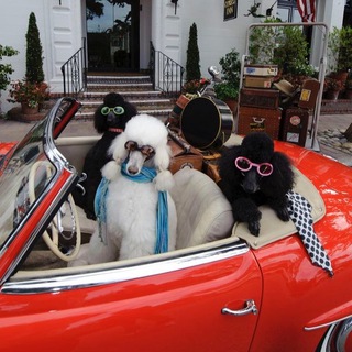 WHO LET THE DOGS OUT