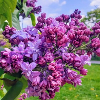 МОСКОВСКАЯ АФИША