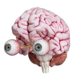 МОЗГ ЯЩЕР ИНВЕСТ