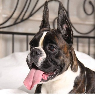 OL HOUSE / ПИТОМНИК НЕМЕЦКИХ БОКСЕРОВ