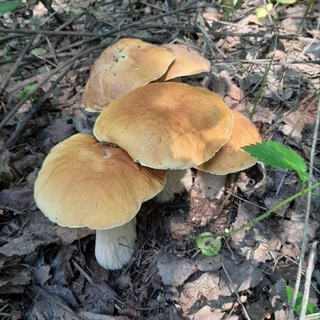 ГРИБЫ СВЕРДЛОВСКОЙ ОБЛАСТИ