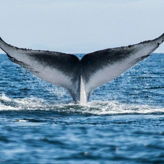 OH MY WHALE