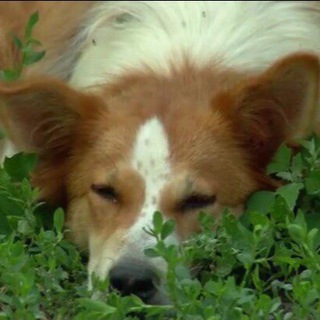 ПРИЮТ ЛИСЁНА