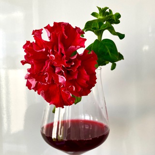 МЕРЛОИПЕТУНЬЯ